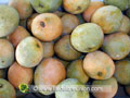 La mangue Jos�