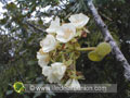 Fleurs du grand mahot blanc
