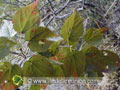 Détail des feuilles du bois de senteur bleu