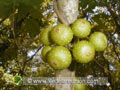 Fruits du figuier blanc