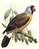Perroquet mascarin - Ile de la Réunion