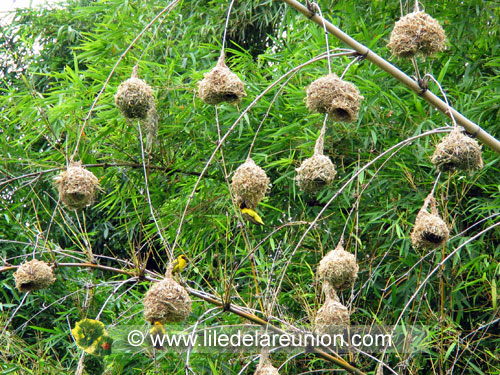 Une colonie de Bellier avec leur nid sur des tiges de Bambou - Ile de la Réunion