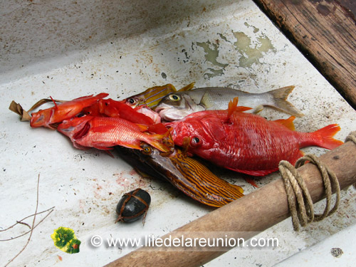 Le poisson rouge de l'île de la Réunion