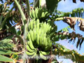 La banane