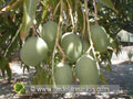 La mangue carotte