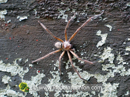 Le babouk (Heteropoda venatoria) - Ile de la Réunion