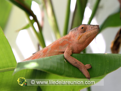L'endormi femelle (Chamaeleo pardalis) - Ile de la R&eacute;union