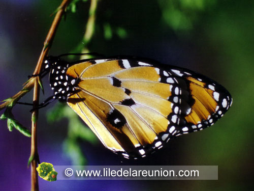 Le monarque (Danaus chrysippus) - Ile de la Réunion