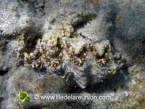 Bénitier (Tridacna squamosa) - Ile de la Réunion