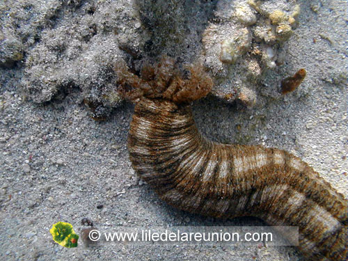 Cordon mauresque (Synapta maculata) - Ile de la Réunion