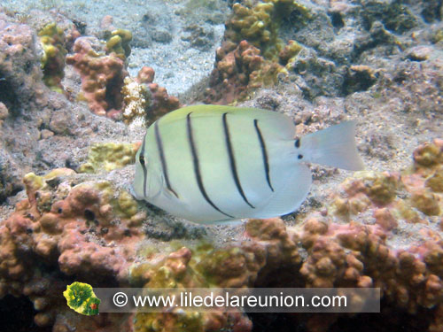 Chirurgien bagnard (Acanthurus triostegus) - Ile de la Réunion