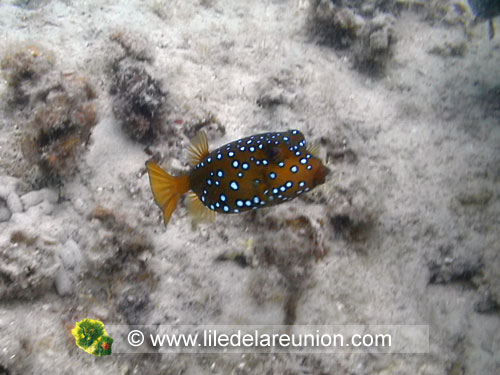 Poisson coffre jaune (Ostracion cubitus) - Ile de la Réunion