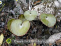 Adiantum reniforme