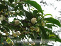 Fleurs et fruits du change écorce