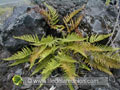 Asplenium