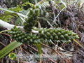 Fruits de l`ananas marron