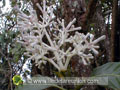 Inflorescence du bois de corail