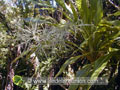 Fleurs de la canne marrone