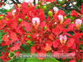 Inflorescence du flamboyant