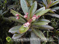 Inflorescence du bois de perroquet