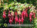 Fuschia