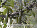 Fruits du bois de piment