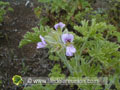 Fleurs du géranium