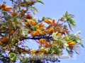 Inflorescence du grévilaire