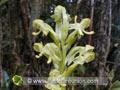 Inflorescence de l`Habenaria