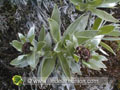 Inflorescence du petit velours