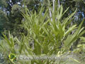 Inflorescence du Mahot batard