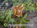 Inflorescence de la rose de bois