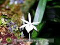 Angraecum