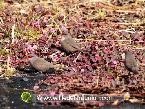 Le bec rose (Estrilda astrild) - Ile de la Réunion