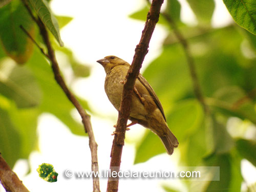 Le cardinal femelle (Foudia madagascariensis) - Ile de la Réunion