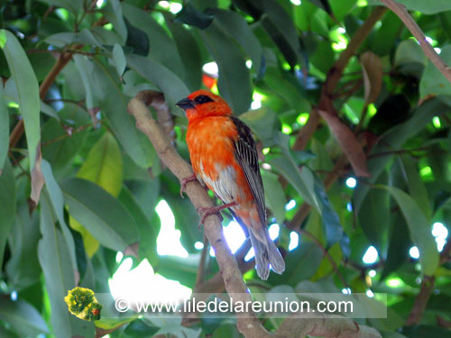 Le cardinal mâle (Foudia madagascariensis) - Ile de la Réunion