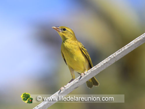 Un jeune bellier - Ile de la Réunion