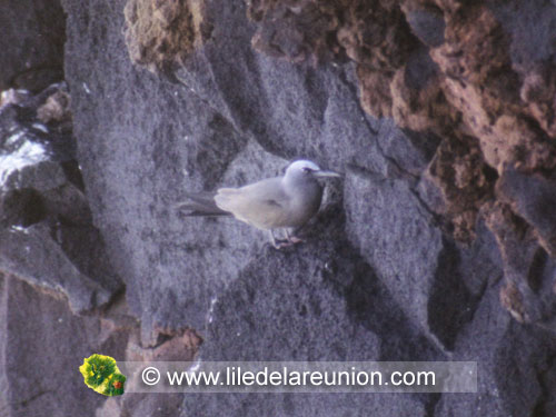 Le macoua (Anous stolidus) - Ile de la Réunion