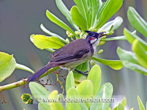 Le merle de Maurice ou bulbul orphée - Ile de la Réunion