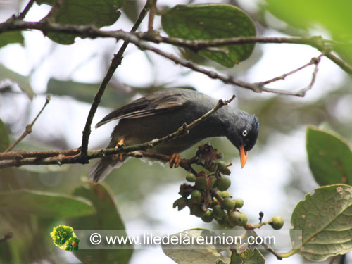 Le merle de la Réunion ou bulbul (Hypsipetes borbonicus) - Ile de la Réunion