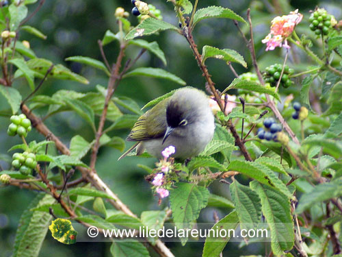 Le zoiseau vert á lunette (Zosterops olivaceus) - Ile de la Réunion