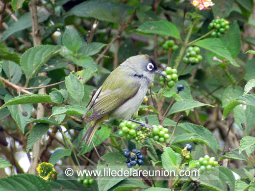 Le zoiseau vert á lunette (Zosterops olivaceus) - Ile de la Réunion