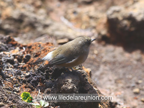 Le zoiseau blanc (Zosterops borbonicus borbonicus) - Ile de la Réunion