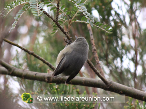 Le zoiseau blanc (Zosterops borbonicus borbonicus) - Ile de la Réunion