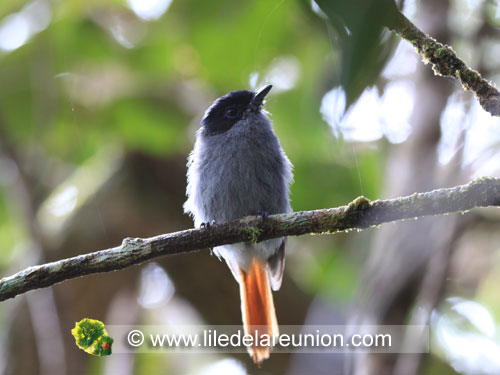 Le zoiseau la vierge mâle (Tersiphone bourbonensis b.) - Ile de la Réunion