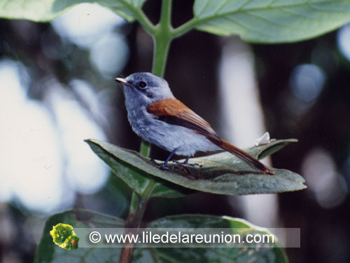 Le zoiseau la vierge mâle (Tersiphone bourbonensis b.) - Ile de la Réunion