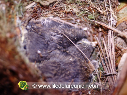 Oisillons du Tec tec (Saxicolas tectes) - Ile de la Réunion