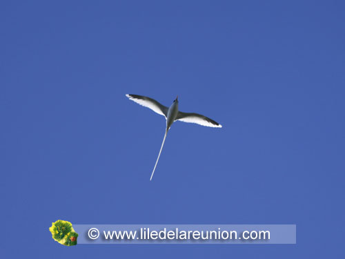 Le paille en queue dans le ciel - Ile de la Réunion