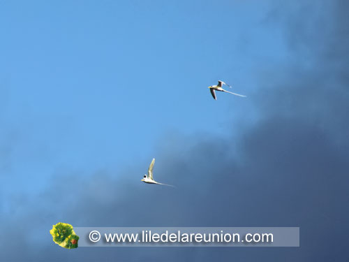 Couple de paille en queue - Ile de la Réunion