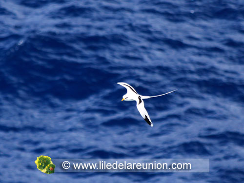 Oiseaux De L le De La R union Le Paille En Queue Phaethon Lepturus Oiseaux De L le De La R union Le Paille En Queue Phaethon Lepturus